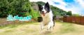 「愛犬の