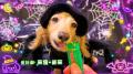 いなばペットフード　ハロウィン仮装のわんちゃんたち
