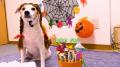 いなばペットフード　ハロウィン仮装のわんちゃんたち