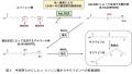【名城大学】食用ラン藻スイゼンジノリ由来の紫utf-8