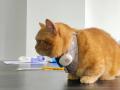 犬・猫の鳴き声は、AIでどう「翻訳」される?PettiCha 犬・猫の鳴き声は、AIでどう「翻訳」される?PettiCha