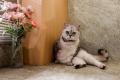 犬・猫の鳴き声は、AIでどう「翻訳」される?PettiCha 犬・猫の鳴き声は、AIでどう「翻訳」される?PettiCha
