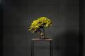 時を凌駕する盆栽の再定義、アップサイクル“RE BONSAI