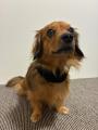 犬猫の長寿化で高まる「シニアペットケア」のニーズ。 犬猫の長寿化で高まる「シニアペットケア」のニーズ。