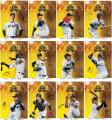 阪神タイガース JERA セ・リーグ 2026優勝記念ラッピ