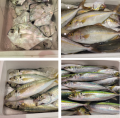 魚のテーマパークで秋の豊漁を楽しむ！30秒でどutf-8