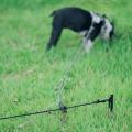 遊びのフィールドを愛犬ともっと広く、もっと一緒に。
