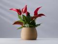 3Dプリンターが生み出す、新しい植物との暮らし人と自 3Dプリンターが生み出す、新しい植物との暮らし人と自