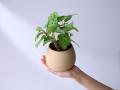 3Dプリンターが生み出す、新しい植物との暮らし人と自 3Dプリンターが生み出す、新しい植物との暮らし人と自