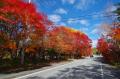 【山梨・八ヶ岳】紅葉の道の先に、森で過ごす豊かな時 【山梨・八ヶ岳】紅葉の道の先に、森で過ごす豊かな時