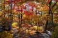 【山梨・八ヶ岳】紅葉の道の先に、森で過ごす豊かな時 【山梨・八ヶ岳】紅葉の道の先に、森で過ごす豊かな時
