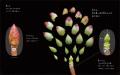 植物観察家・鈴木純の「植物観察絵本」第3弾『ふゆめ