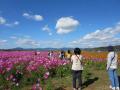 【日比谷花壇×山口県】100万本のコスモスが咲き誇る秋