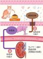 難消化性大豆たん白「MAM(マム)」を「食品開発展202 難消化性大豆たん白「MAM(マム)」を「食品開発展202