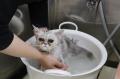 「猫を学ぶところから始めた先生たち」と「初めて猫を