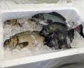 福井県高浜町の漁港直結マーケット〈UMIKARA〉、高島