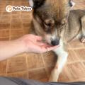 Pets Tokyo、保護犬たちへおやつを寄付。ピースワンコ