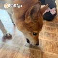 Pets Tokyo、保護犬たちへおやつを寄付。ピースワンコ