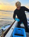 鳴門の一本釣りハマチ、大阪・本町へ直送！お造り・胡