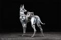 「PURE.ICE × 蟲 犬型生物兵器 ザタード・ハウンド- 