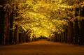 黄葉・紅葉まつり&秋の夜散歩2026開催|国営昭和記念 黄葉・紅葉まつり&秋の夜散歩2026開催|国営昭和記念
