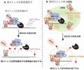 【横浜市立大学】熱ストレス応答時における核内utf-8