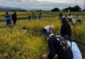 利用者101人が稲刈りや自然体験 　新潟県ささかみ地区
