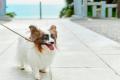『愛犬と一緒に迎える、特別な年越しとお正月』Doggy’