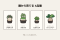 スマホで育てる、まんまるの植物。塊根植物の専門店が
