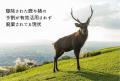 ジビエレザーを扱うブランド「Impronte」駆除された鹿 ジビエレザーを扱うブランド「Impronte」駆除された鹿