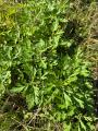 5月に植えたよもぎ畑を歩き、種を収穫。鍼灸師や鍼灸 5月に植えたよもぎ畑を歩き、種を収穫。鍼灸師や鍼灸