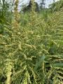 5月に植えたよもぎ畑を歩き、種を収穫。鍼灸師や鍼灸 5月に植えたよもぎ畑を歩き、種を収穫。鍼灸師や鍼灸