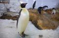 コウテイペンギンの卵の経過について　～嘴打ち（はし