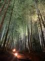 【京都】高台寺 圓徳院　2026年度「秋の夜間特別拝観