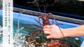 《新綱島MICCA(ミッカ)》に魚屋と海鮮酒場が誕生! 《新綱島MICCA(ミッカ)》に魚屋と海鮮酒場が誕生!