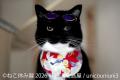 猫と犬のかわいさに癒やされる6日間！横浜高島屋utf-8