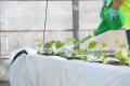 AGRIST×welzo キュウリ栽培の「再現性の高い自動化モ AGRIST×welzo キュウリ栽培の「再現性の高い自動化モ