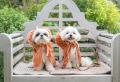 2026年10月25日（日）犬イベント「ACAO DOG FESTA 202