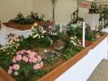 横浜・三溪園 横浜市最大規模の菊花展を開催