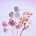 【桜ヘアケア売上日本1位*YOLUから春限定品】夕桜・夜