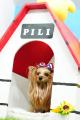 「TAMA DOG FES」第2回を11月に稲城・若葉台で開催
