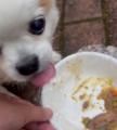 「あなたの愛犬に、A5ランク黒毛和牛を。」現役フレン