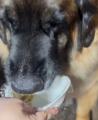 「あなたの愛犬に、A5ランク黒毛和牛を。」現役フレン