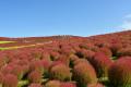 コキア　紅葉の最盛期となりました（国営ひたち海浜公