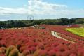 コキア　紅葉の最盛期となりました（国営ひたち海浜公