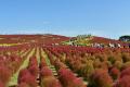 コキア　紅葉の最盛期となりました（国営ひたち海浜公