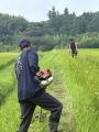 田植えから販売までプロバスケ選手が担う米づくり大多