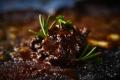 ArtisanNipponが新春に贈る、天然肉の生命力が結晶し