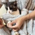 【デコホーム】昨年即完売した「ニャンポケ着る毛布」