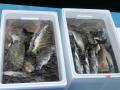 漁業資源が減少していく中、漁業継続のために魚に新し 漁業資源が減少していく中、漁業継続のために魚に新し